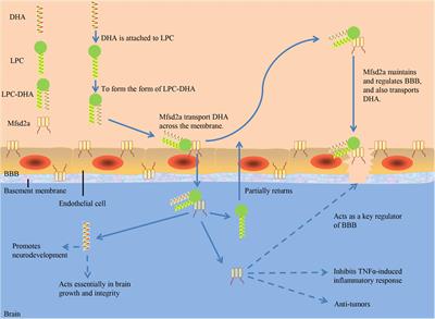 The Role of Mfsd2a in Nervous System Diseases